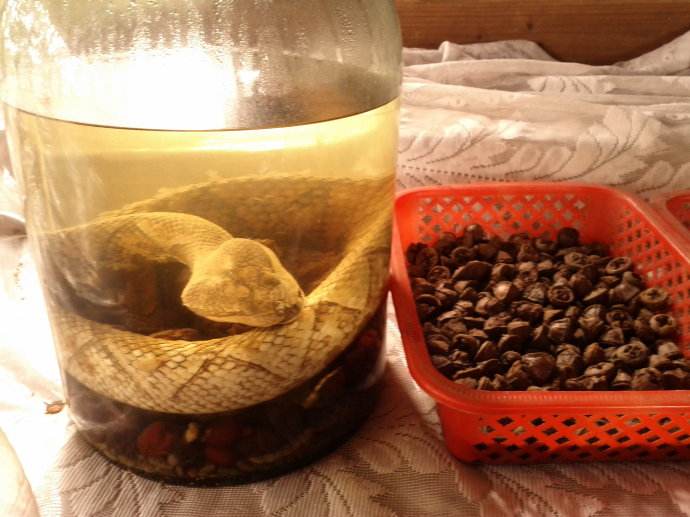 自酿蛇酒的制作方法,自己泡蛇酒过程