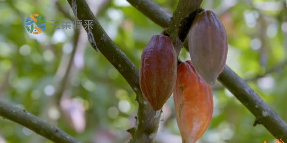 舌尖上的水果世界纪录片,被称为舌尖上的中国后续的纪录片