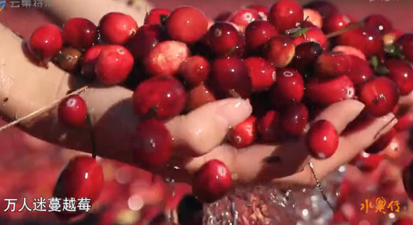 舌尖上的水果世界纪录片,被称为舌尖上的中国后续的纪录片