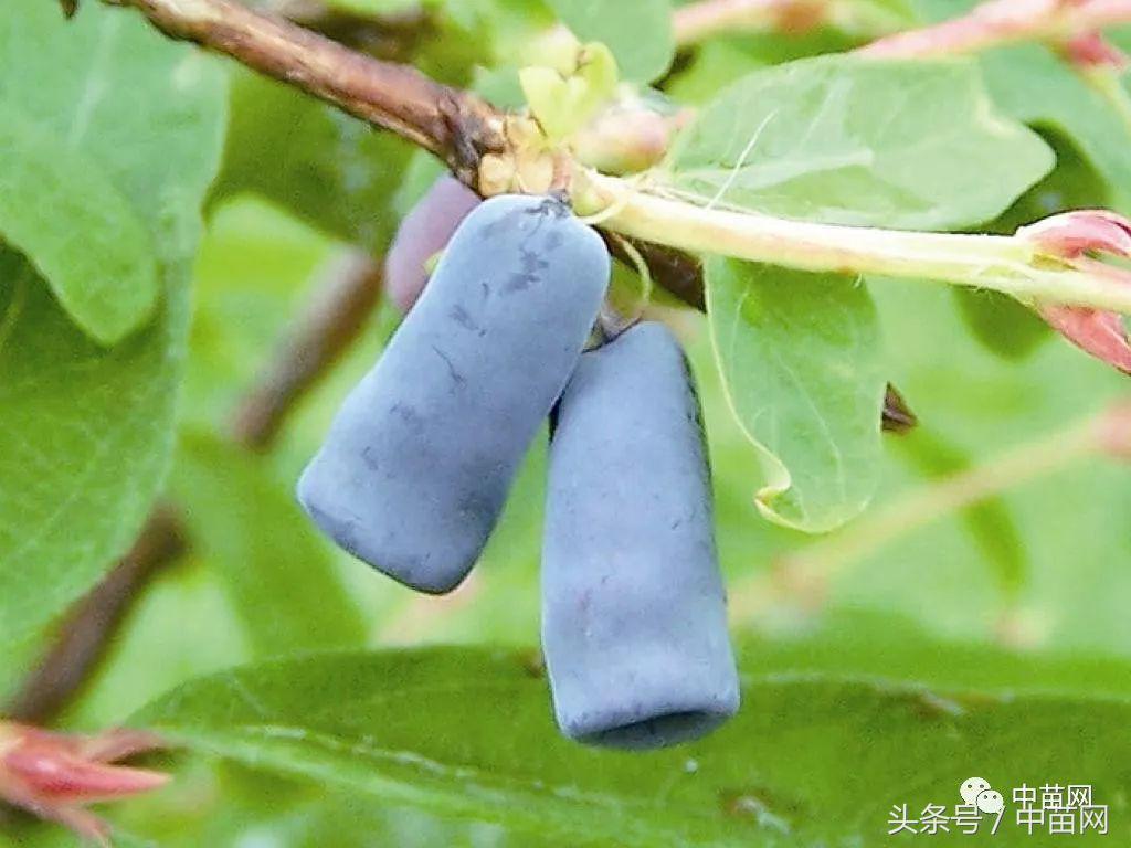 高产蓝靛果,种植蓝靛果和野生蓝靛果的区别