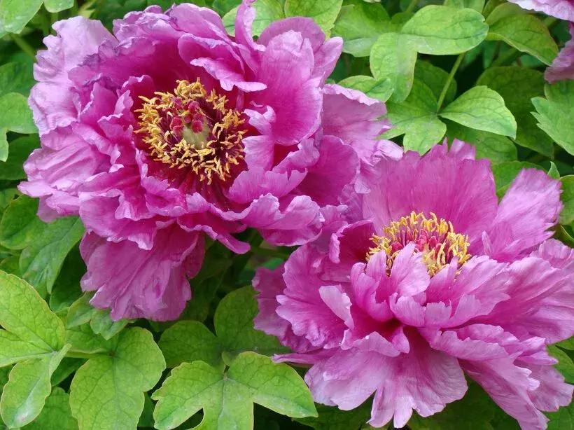 山东最美慢火车,山东景观火车