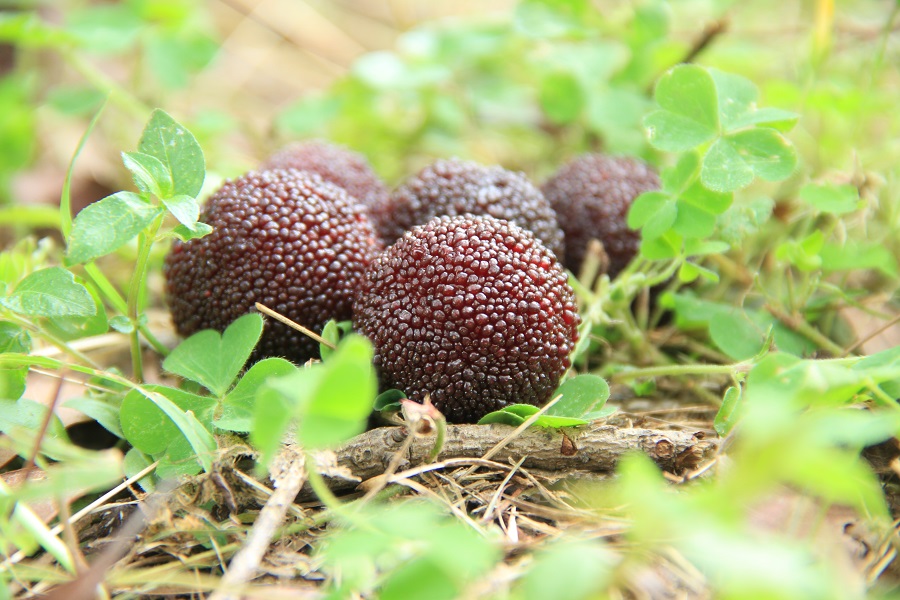 晚稻杨梅优缺点,顶级晚稻杨梅