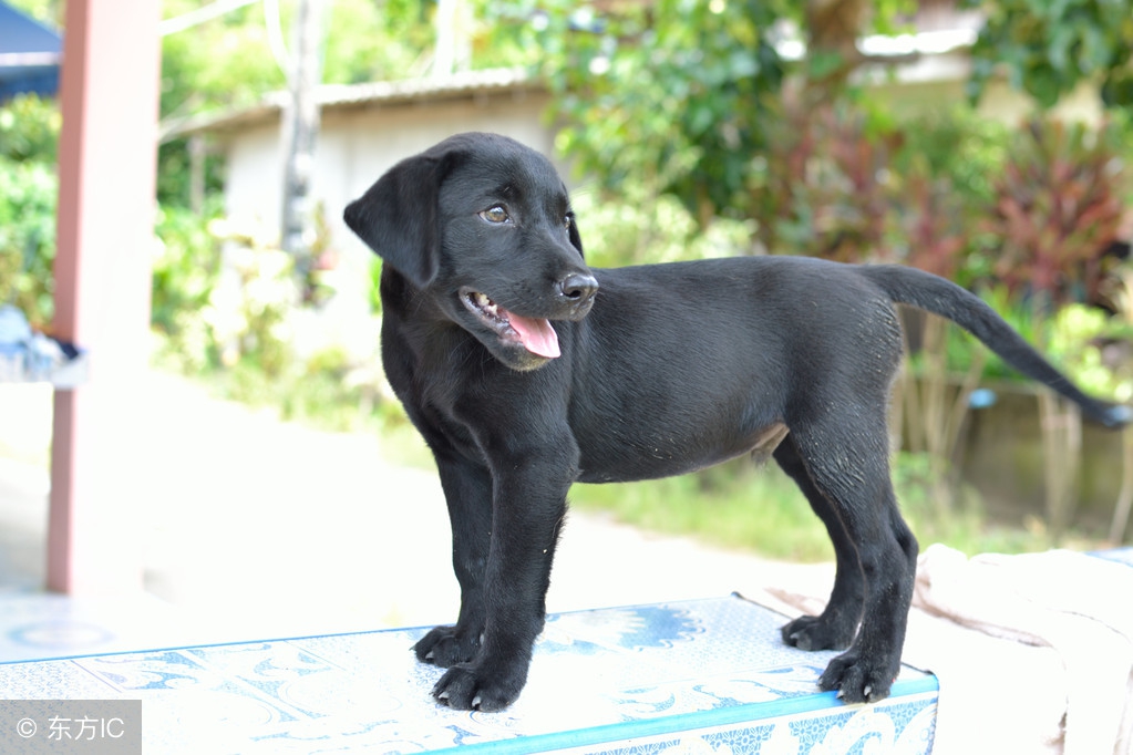 低三下四打工不如回家创业当老板，15种让你致富的养殖推荐