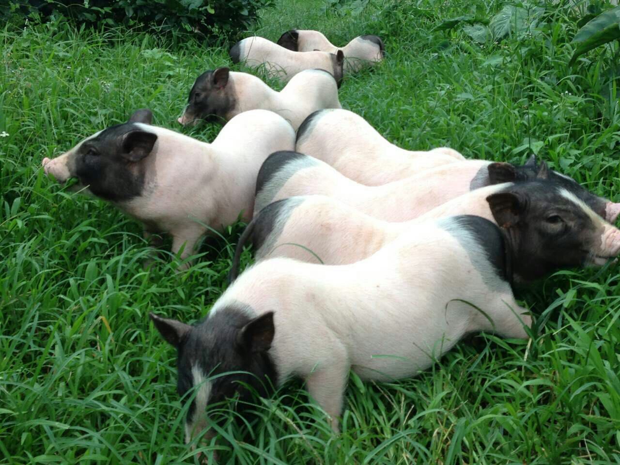 低三下四打工不如回家创业当老板，15种让你致富的养殖推荐