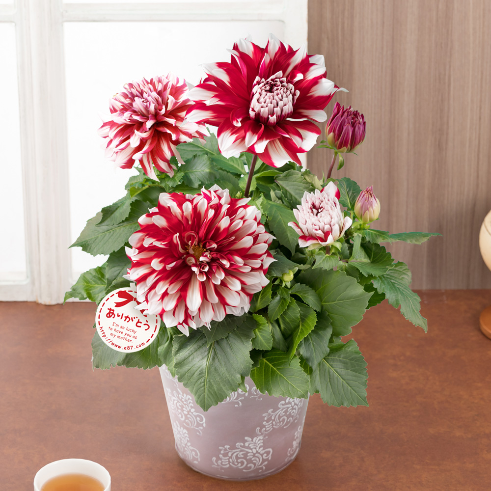 小丽花开花多久之后开始凋谢,小丽花有花苞不开花怎么办