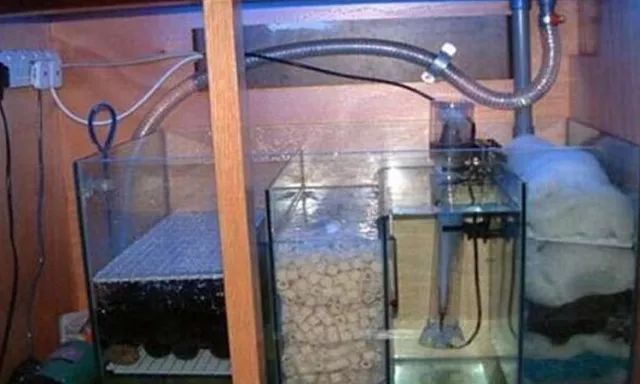 硝化细菌可以养鱼缸吗,开缸不加硝化细菌照样能养鱼