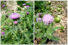 热气引起流鼻血吃什么中成药,小孩流鼻血吃什么中成药