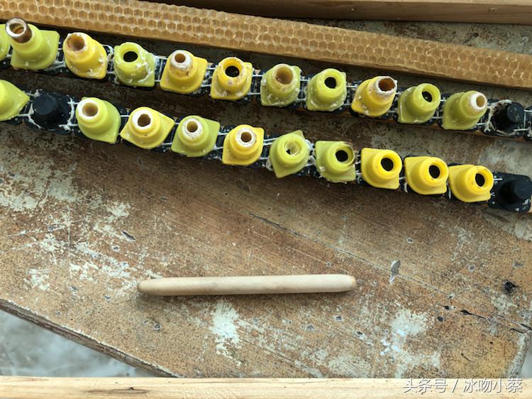 蜜蜂育王技术视频,养蜜蜂造王台方法