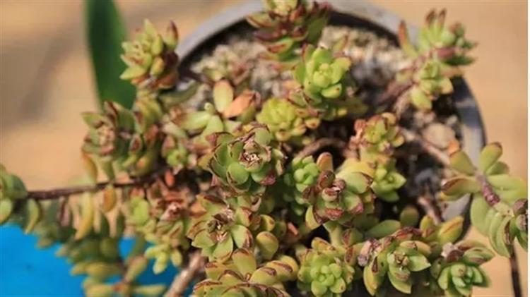 露养多肉晒白了是怎么回事,露养多肉褪色