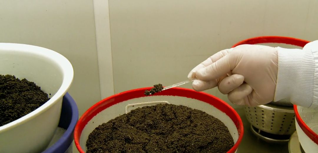 鱼子酱世界第一,文艺复兴小菜鱼子酱