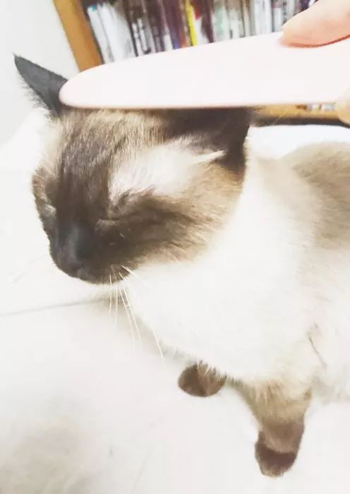 猫咪必备的10个神器,防止猫咪舔毛神器
