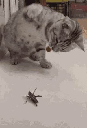 猫咪看到虫子发出咔咔声,猫咪看七星瓢虫