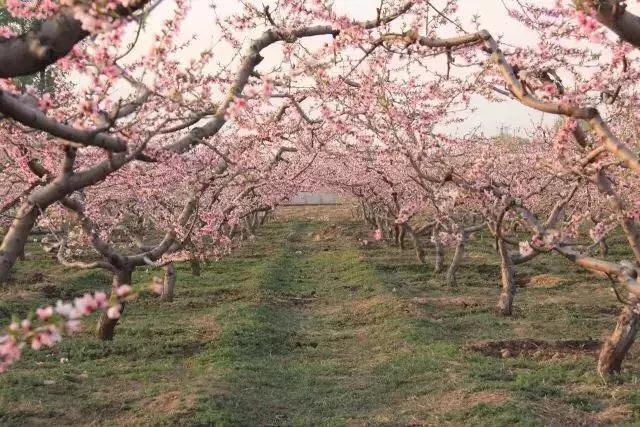 京郊7月采摘好去处,江宁农场采摘一日游