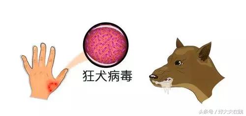 狂犬病致死率100%如何判断,狂犬病致死率为啥是99.99%