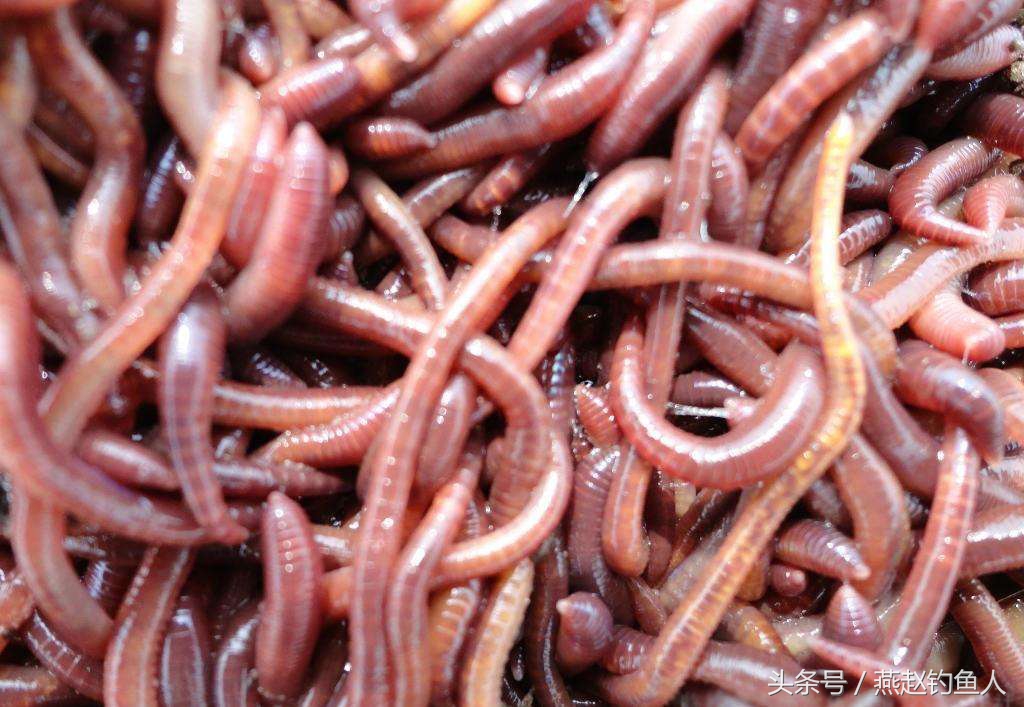 蚯蚓钓鱼的正确用法,蚯蚓钓鱼蚯蚓怎么养用什么打窝