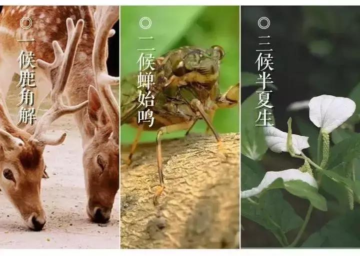 今日夏至愿所有的美好如夏而至,今日夏至留住一年中最诗意的时光