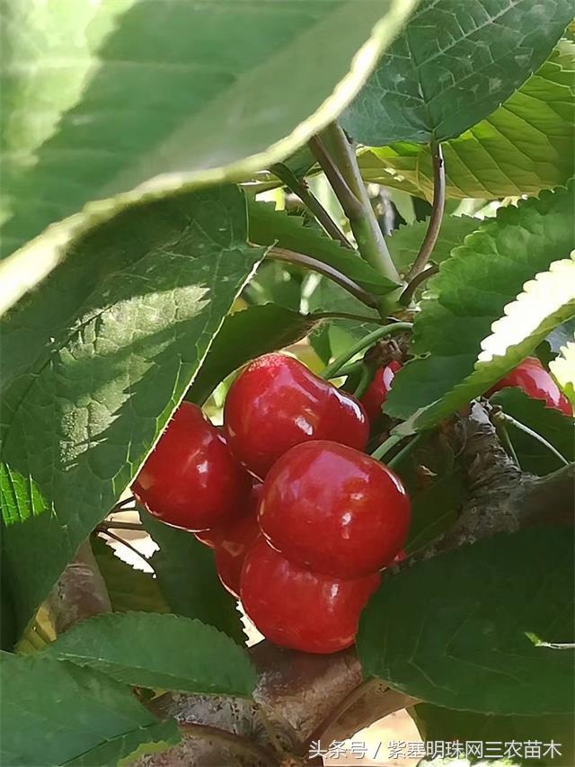 南戴河*哥涛**农家院（成杰宾馆）云烟天外黄金缕，渔火滩头绿酒家！