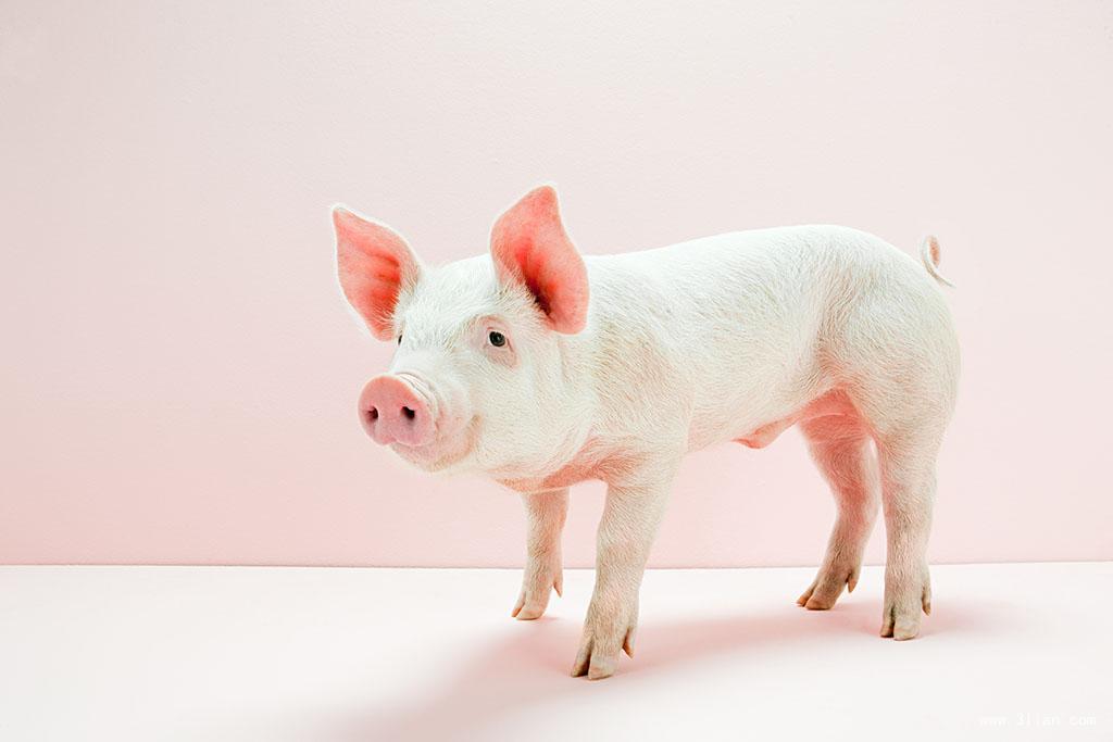 大金猪今日运势查询,大金猪运势如何