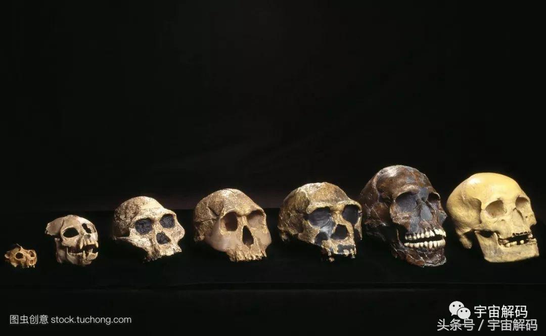 人类最近1000年进化了吗,46亿年前人类进化史