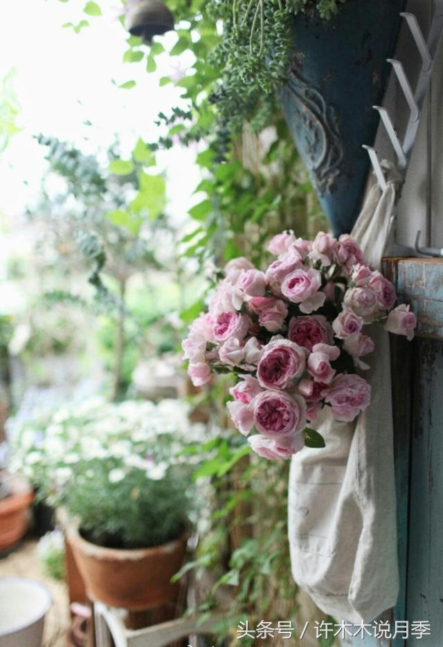 许木木说月季完整版,许木木说月季用药