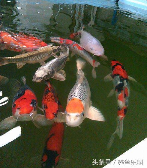 锦鲤正确喂食的方法,锦鲤各个季节喂食方法