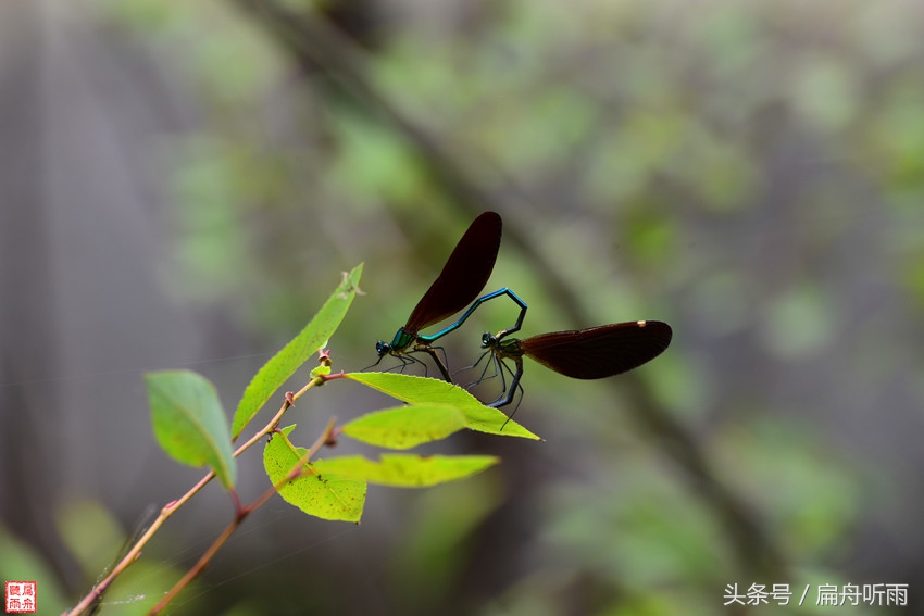 洛阳神灵寨住宿,洛阳神灵寨旅游预约时间