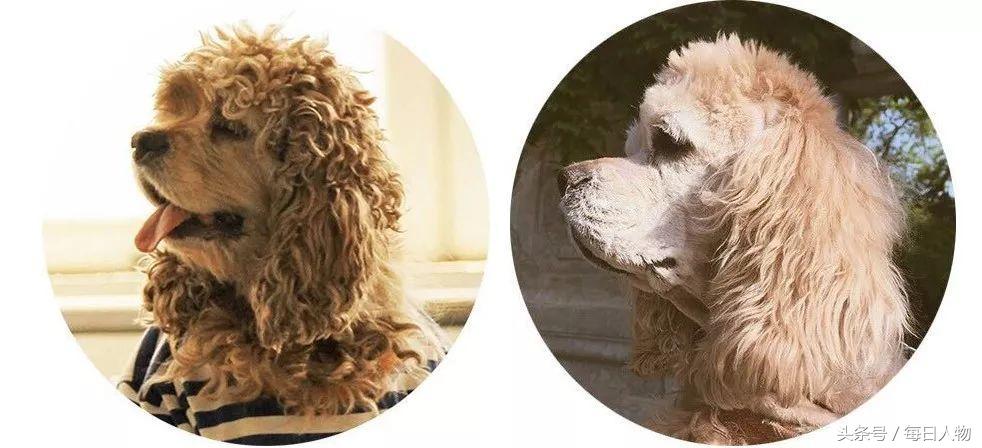 北京女子为狗立碑,北京女子做墓碑送宠物