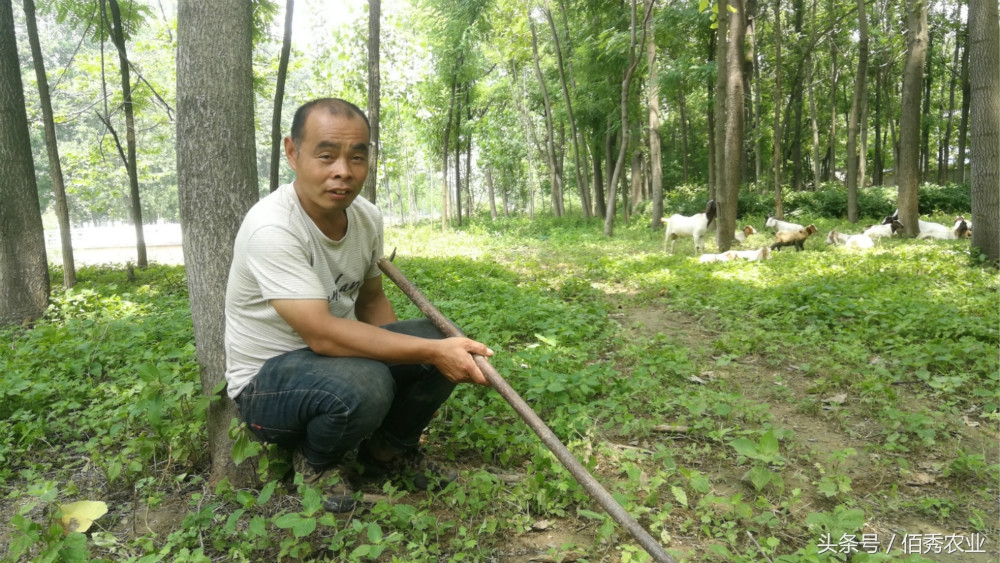 养羊致富的真实经历,农村农民务农年均收入