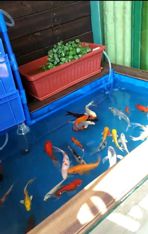 内蒙古阳台锦鲤鱼池,自制锦鲤观赏鱼池