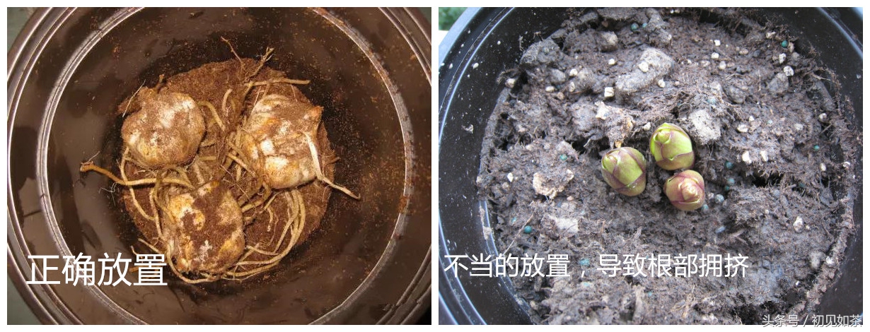 百合花盆栽的养殖方法,盆栽百合花养殖方法和技巧视频