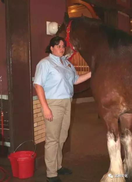 助力世界杯的三大啤酒厂，“啤酒+旅游”为何做的这么好？