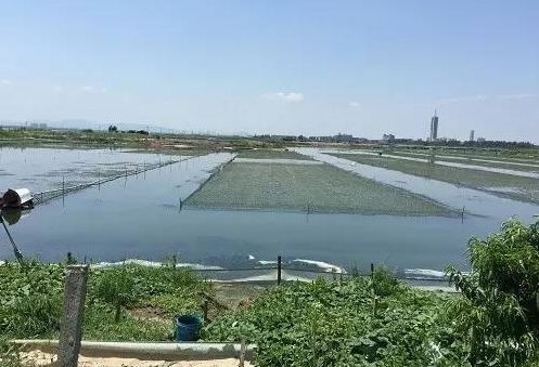 你不知道的螃蟹知识,淡水养殖螃蟹