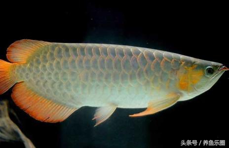 龙鱼脱肛用土霉素还是痢特灵好,龙鱼脱肛后之前的食物能吃吗