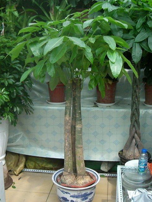 家中养花风水有哪些讲究,家里养花风水好的有哪些