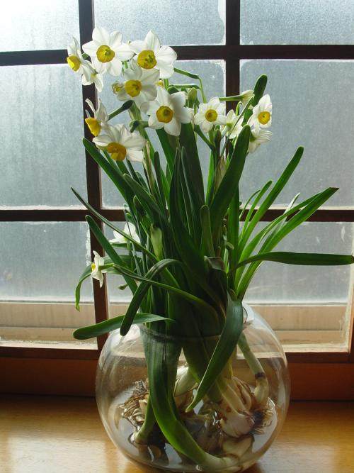 家中养花风水有哪些讲究,家里养花风水好的有哪些