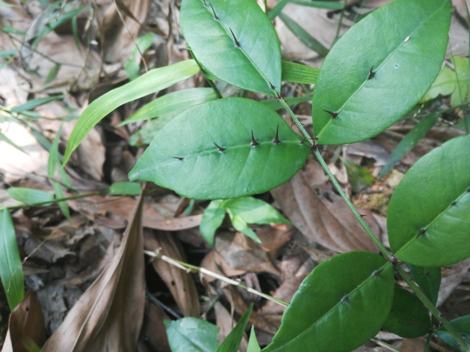 两面针怎么移栽比较容易存活,两面针移栽时间