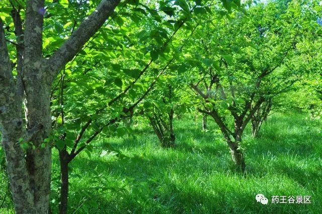 夏至来临，气温攀升，药王谷220两天一夜欢乐避暑体验！黑森林/森林花海/地心峡/水世界……