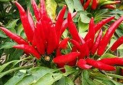 红油豆瓣酱熬红油,熬制红油的红油粉