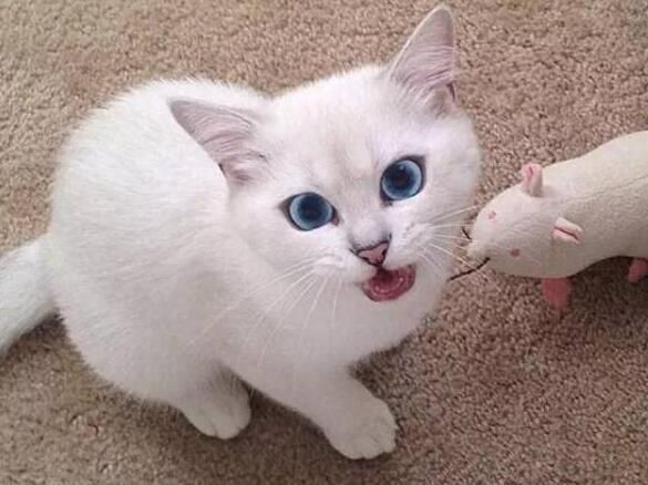 小鱼干多大的猫能吃,小鱼干可以喂幼龟吗