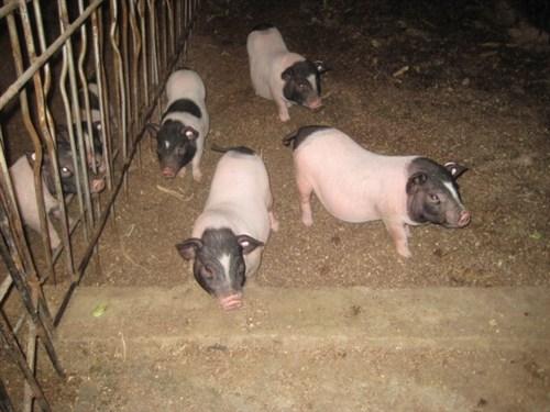 香猪好养吗,香猪养殖的益处