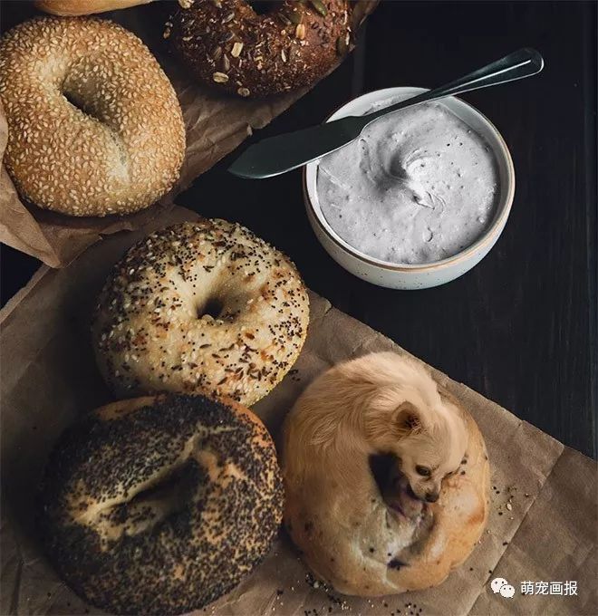 可以吃的汪星人：摄影师把狗狗和美食结合在在一起