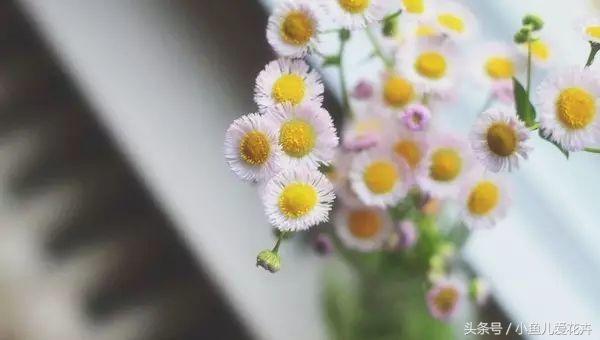 养花白醋配方,养花用什么醋最好