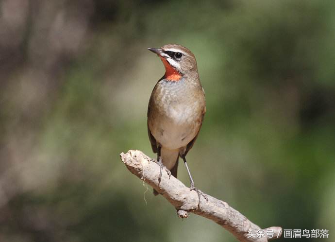 老北京鸟文化,老北京鸟的传说