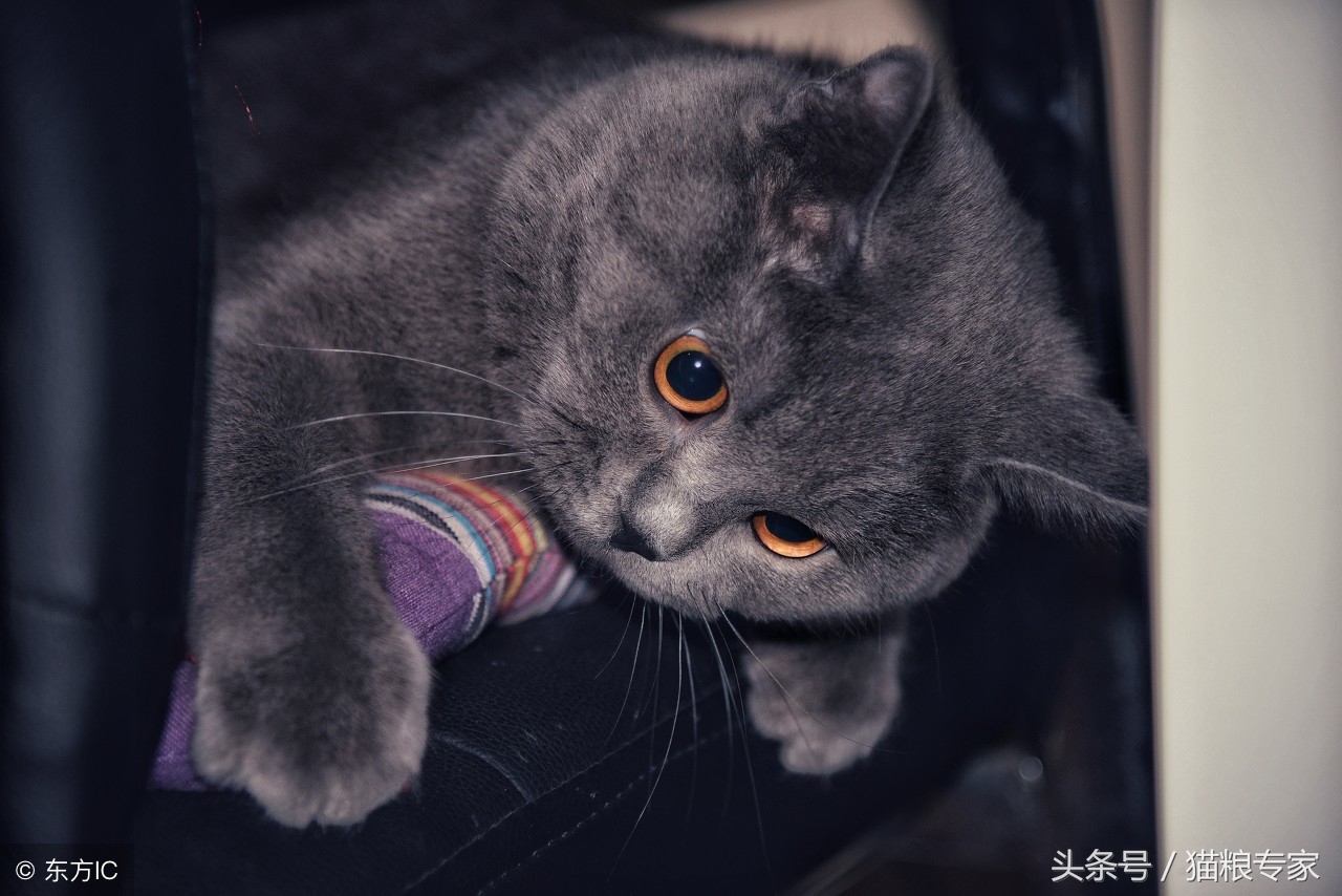 家中养猫需要留心的风水注意事项,养猫应注意哪些疾病会传染给人的