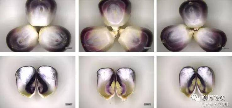 黑玉米是转基因的吗怎么煮,黑玉米是转基因食品吗