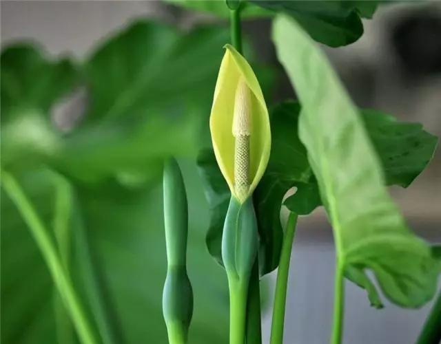 多肉绿植浇水的正确方法,多肉植物养花知识大全与技巧