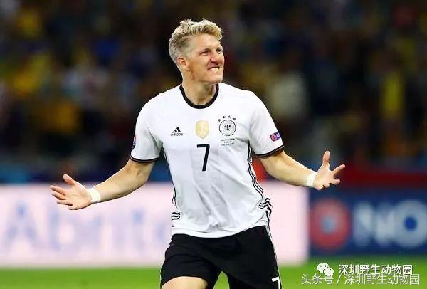 动物界足球,足球球员动物化