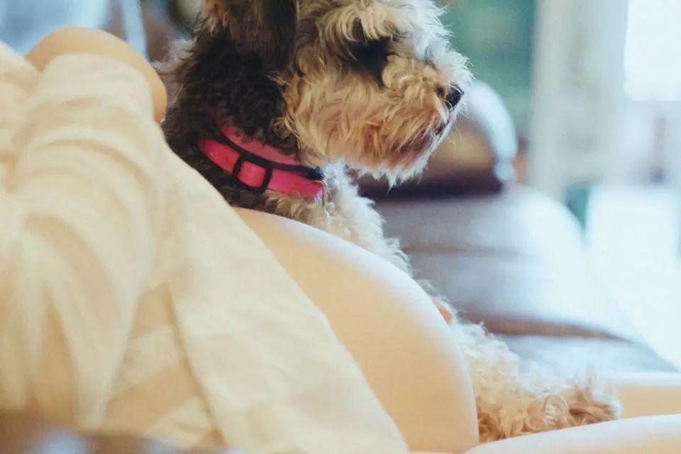 怀孕不能收拾屋子吗,孕期怎么收拾狗狗粪便