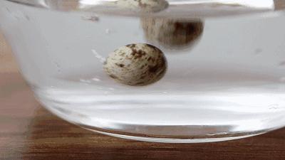 鸽子蛋的营养价值比鸡蛋高很多吗,鸽子蛋很有营养吗怎么那么贵