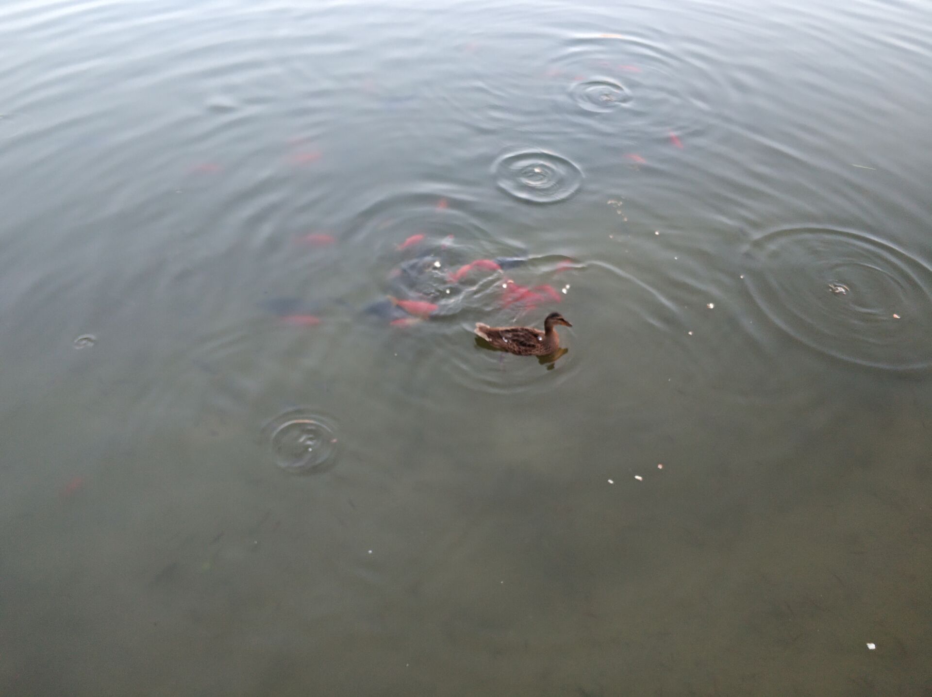 乌鲁木齐南湖公园夜景,乌鲁木齐南湖广场美景图片